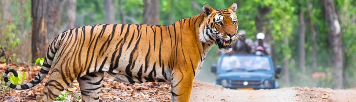 jim corbett national park