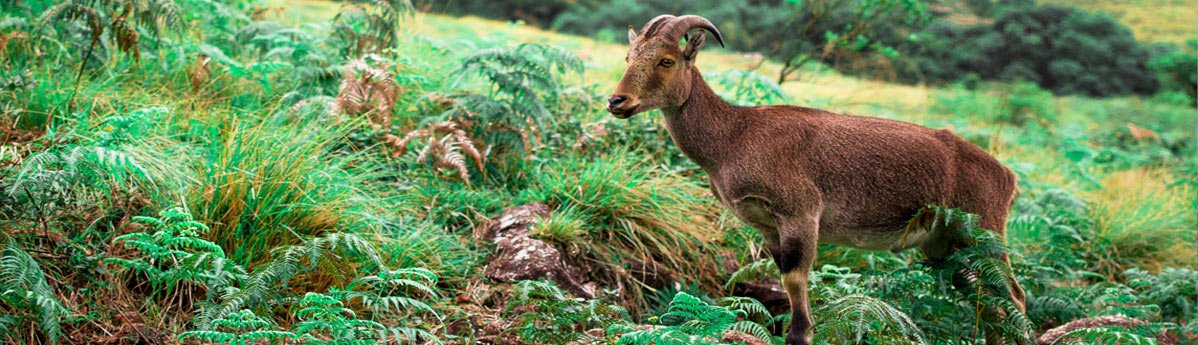 eravikulam-national-park