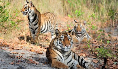 Golden Triangle Tour With Ranthambore